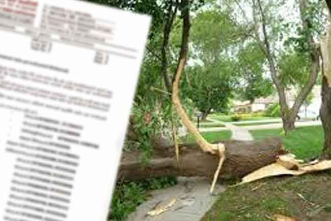 Phone numbers introduced to report trees that pose risk to public