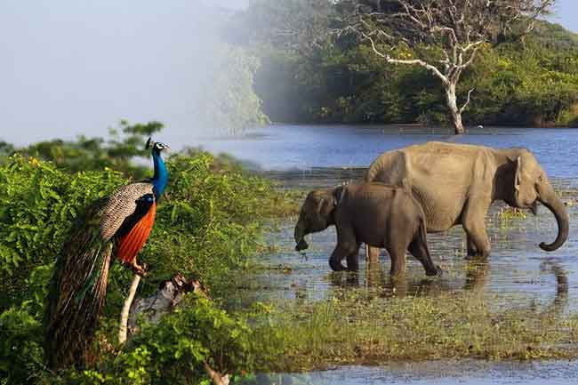 Several wildlife parks and guest houses to reopen tomorrow