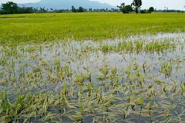 Permission granted to restore paddy fields severely damaged due to floods caused by Cyclone Ditwah