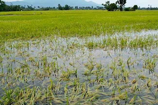 Restoration of canals damaged due to floods caused by Cyclone Ditwah underway