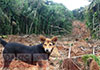 Family dog assists in locating bodies of seven victims in Ambokka landslide
