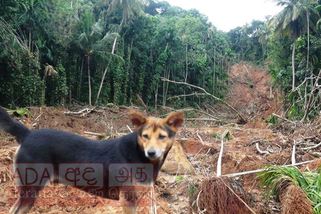 Family dog assists in locating bodies of seven victims in Ambokka landslide