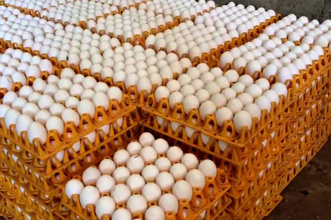 Egg producers reject claims of price hike during festive season 