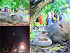 Probe launched to arrest person responsible for torturing and setting fire to wild elephant in Mihintale