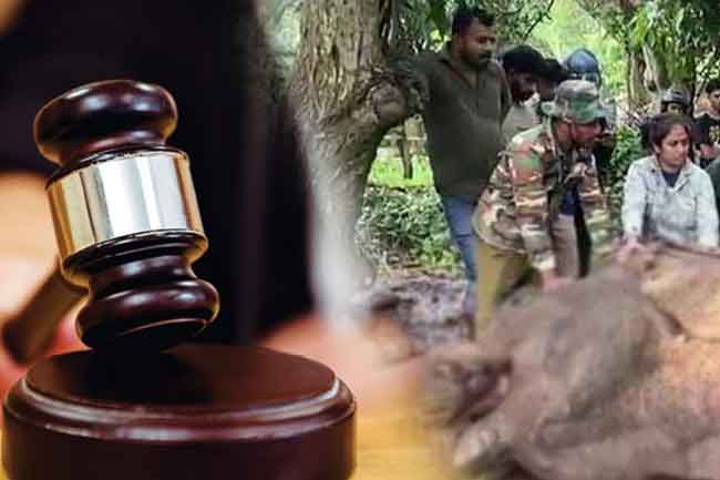 Suspects arrested for setting fire to wild elephant in Mihintale further remanded