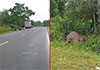 Wild elephant killed in collision with van on Habarana-Trinco road