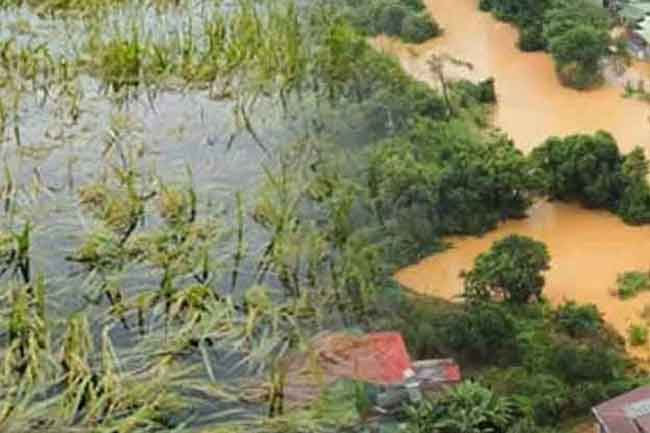 Agriculture Dept. reports on progress of compensation for disaster-affected crops