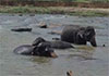 Bathing of Pinnawala elephants at Ma Oya resumes following clearance of debris