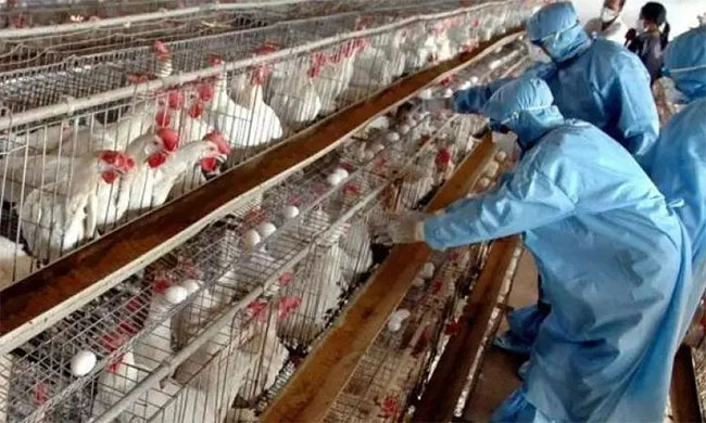 India authorities undertake strict measures to control avian flu in Kerala