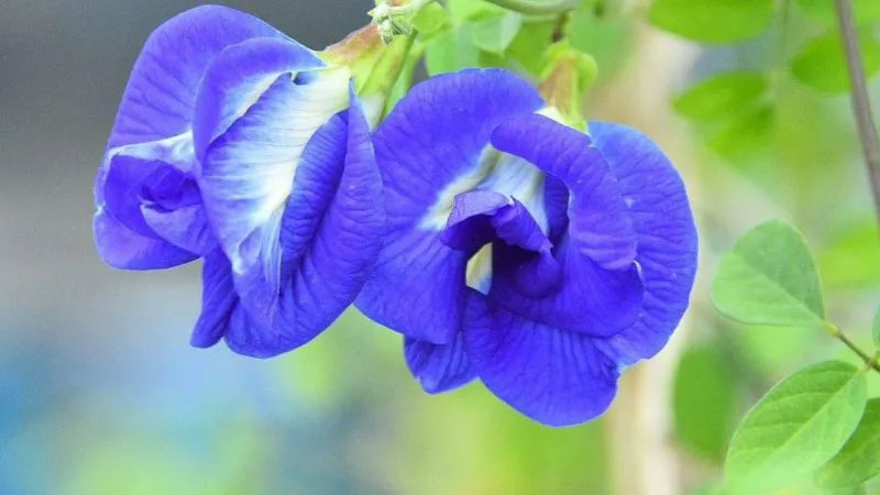 The �magical� blue flower changing farmers� fortunes in India