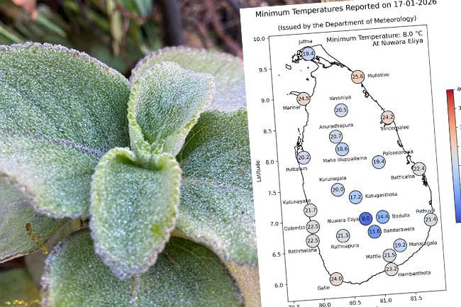Nuwara Eliya records lowest temperature at 8C today