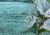 Frost covers several areas in Nuwara Eliya, range of vegetation affected 