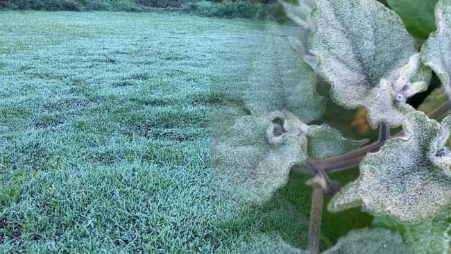 Frost covers several areas in Nuwara Eliya, range of vegetation affected