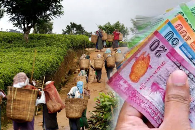 Cabinet greenlights wage hike and relief scheme for plantation sector