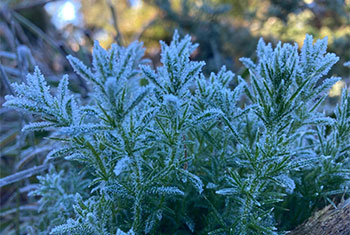 Ground frost in Nuwara Eliya�