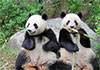 Last two giant pandas in Japan set to leave for China