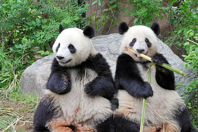 Last two giant pandas in Japan set to leave for China