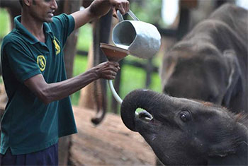 UK-Canada co-production �Baby Elephant School� profiles Sri Lanka�s Udawalawe Sanctuary 