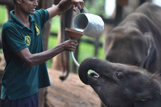 UK-Canada co-production �Baby Elephant School� profiles Sri Lanka�s Udawalawe Sanctuary 