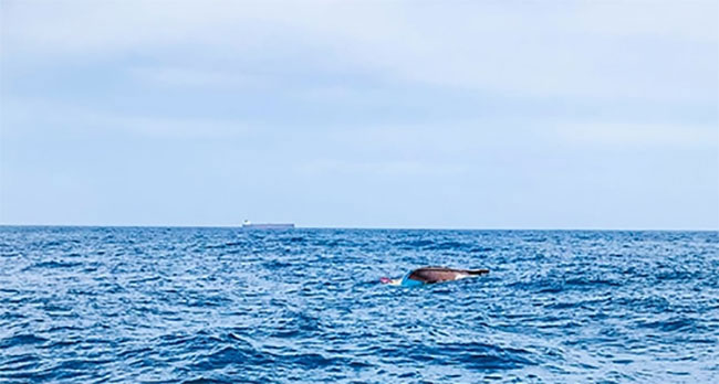 Fisherman missing after boat capsizes in seas off Eravur