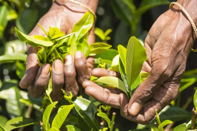 Agreements to increase estate workers  daily wage to be signed tomorrow