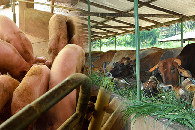 Over Rs. 3.2 bln paid as compensation to livestock farmers affected by Cyclone Ditwah