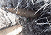 Several mortar shells discovered in Kalutara residential garden