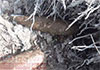 23 mortar shells recovered from property in Kalutara