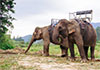 Indonesia bans elephant rides nationwide after disturbing footage came to light