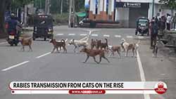 Sri Lanka's health officials warn of surge in rabies cases linked to cats (English)