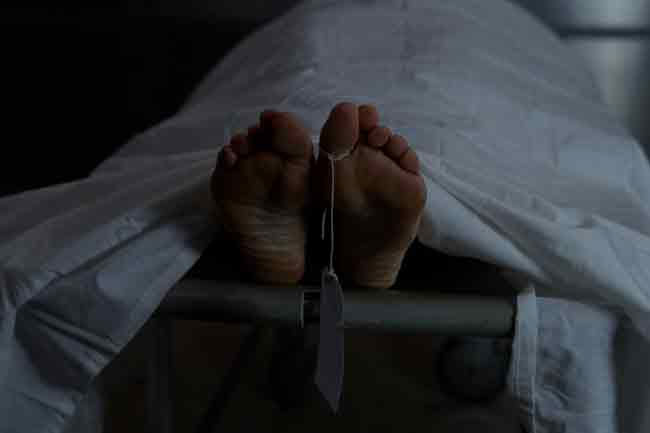 Man dies after wild elephant attack in Panama