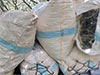 140kg of cannabis seized in Haldummulla