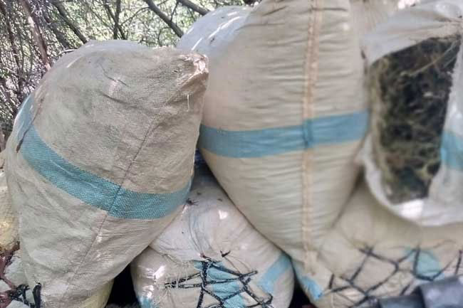 140kg of cannabis seized in Haldummulla