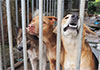 Abandoned pets become �hidden victims� of Iran-US war