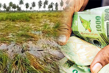 Compensation process begins for farmers affected by crop damage in 2025/26 �Maha Season�