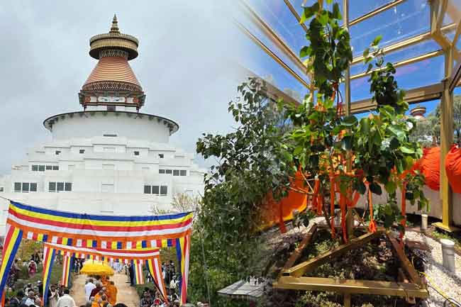 Sacred sapling of Jaya Sri Maha Bodhi in Bendigo added to Australia�s National Trust Register of Significant Trees 