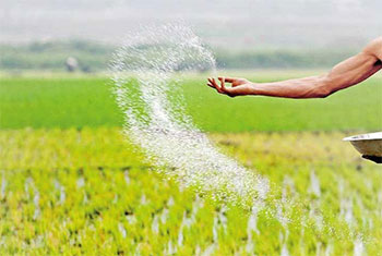 Agrarian Dept to limit urea fertilizer issuance to paddy sector amid supply constraints