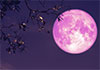 April�s full pink moon will rise in the night sky this week