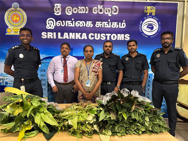 Passenger arrested at BIA for smuggling ornamental plants