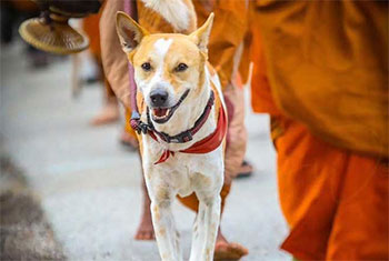 Full medical and safety arrangements for �Aloka� ahead of �Walk for Peace� journey in Sri Lanka: Vet Association