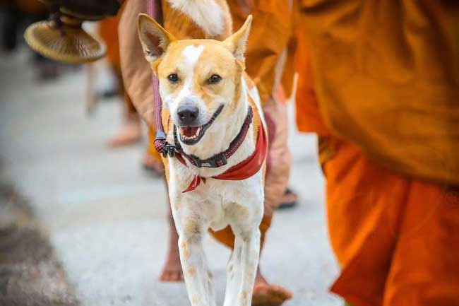 Full medical and safety arrangements for �Aloka� ahead of �Walk for Peace� journey in Sri Lanka: Vet Association