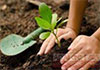 Auspicious time for planting of tree saplings for New Year falls today 