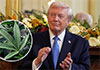 Trump administration reclassifies cannabis as less dangerous