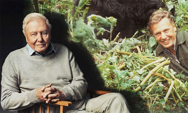 David Attenborough centenary celebrations start with closer look at �Life on Earth�