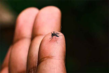 Over 25,000 dengue cases reported so far in 2026