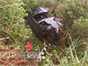 13 schoolchildren injured as van plunges into precipice in Nawalapitiya 