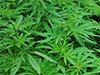 Cannabis cultivation raided in Hambegamuwa; one arrested