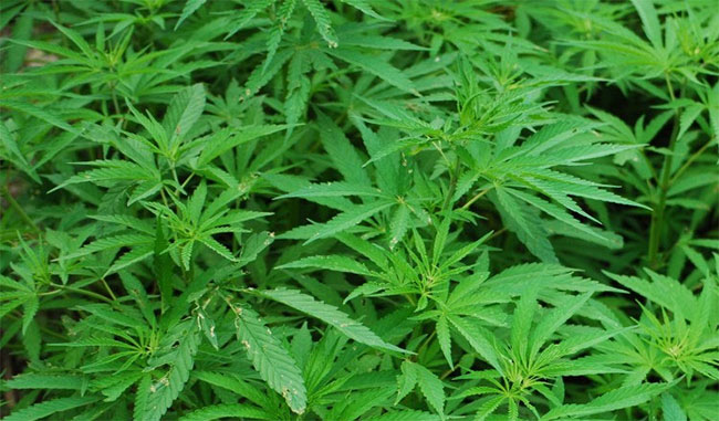 Cannabis cultivation raided in Hambegamuwa; one arrested