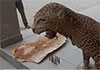 Ammunition, leopard skin seized in joint raid in Puttalam