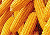 Special commodity levy on maize increased to Rs. 50 per kg